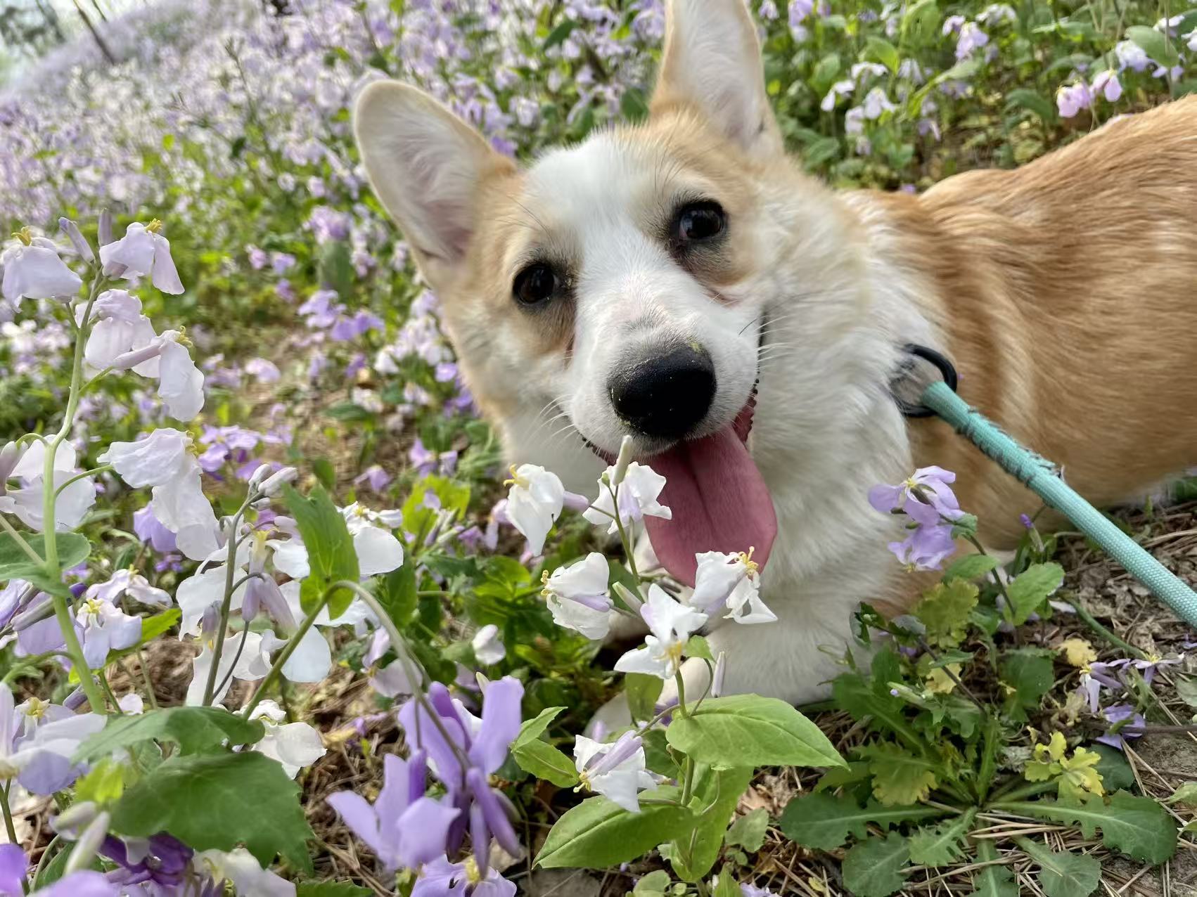 Customized Pet Portrait